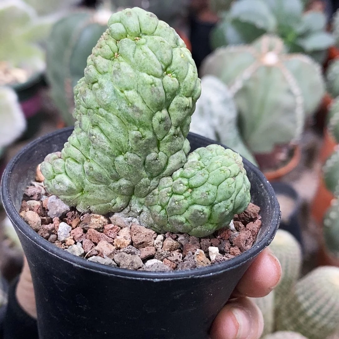 花花草草花花草草