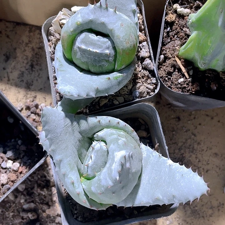 芦荟元宝8.8带盆土发