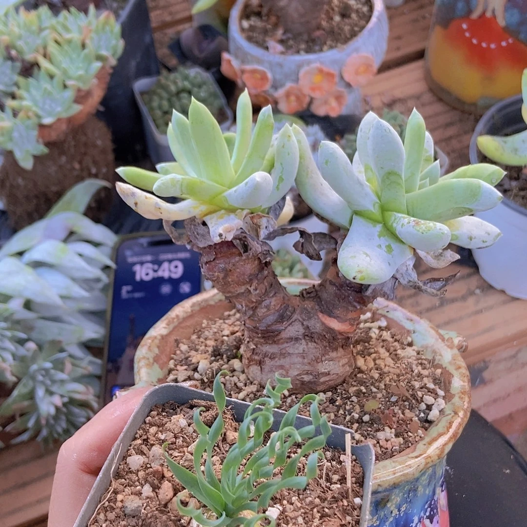 欣***3多肉植物一物一拍