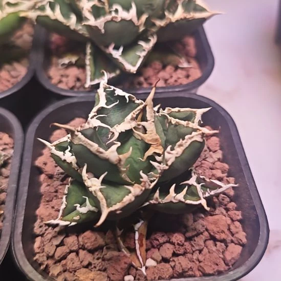 狼人仁王冠龙舌兰