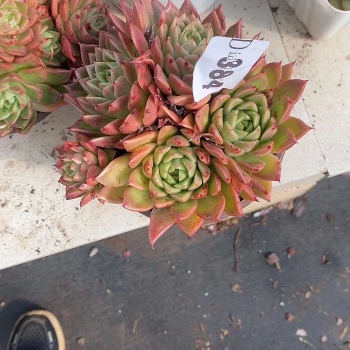 三***叶384青椒冬云多肉植物多肉