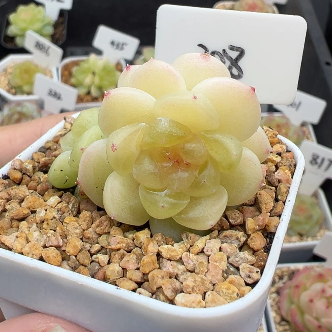 308号财富密码现金