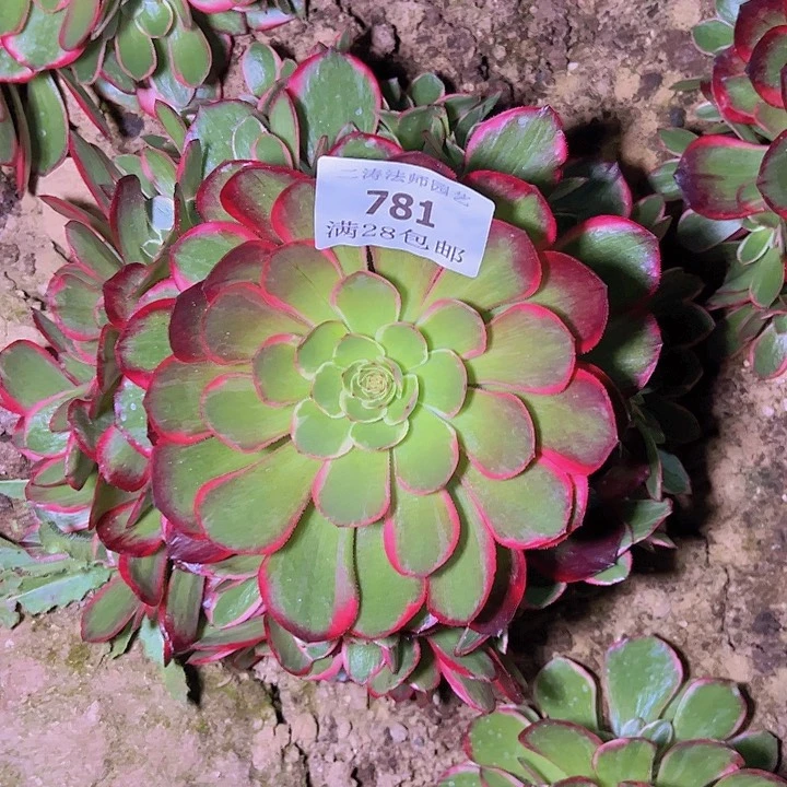 781粉花妖多肉植物