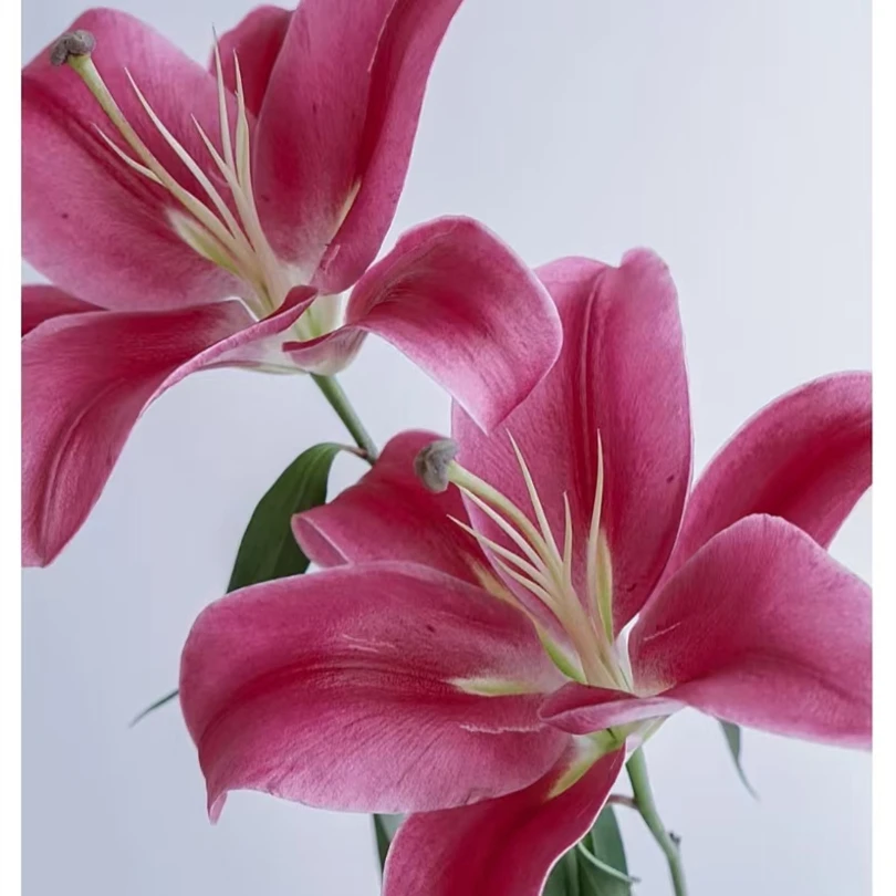 中国红【红色系百合】 【0度以下气温不拍保温棉不售后】