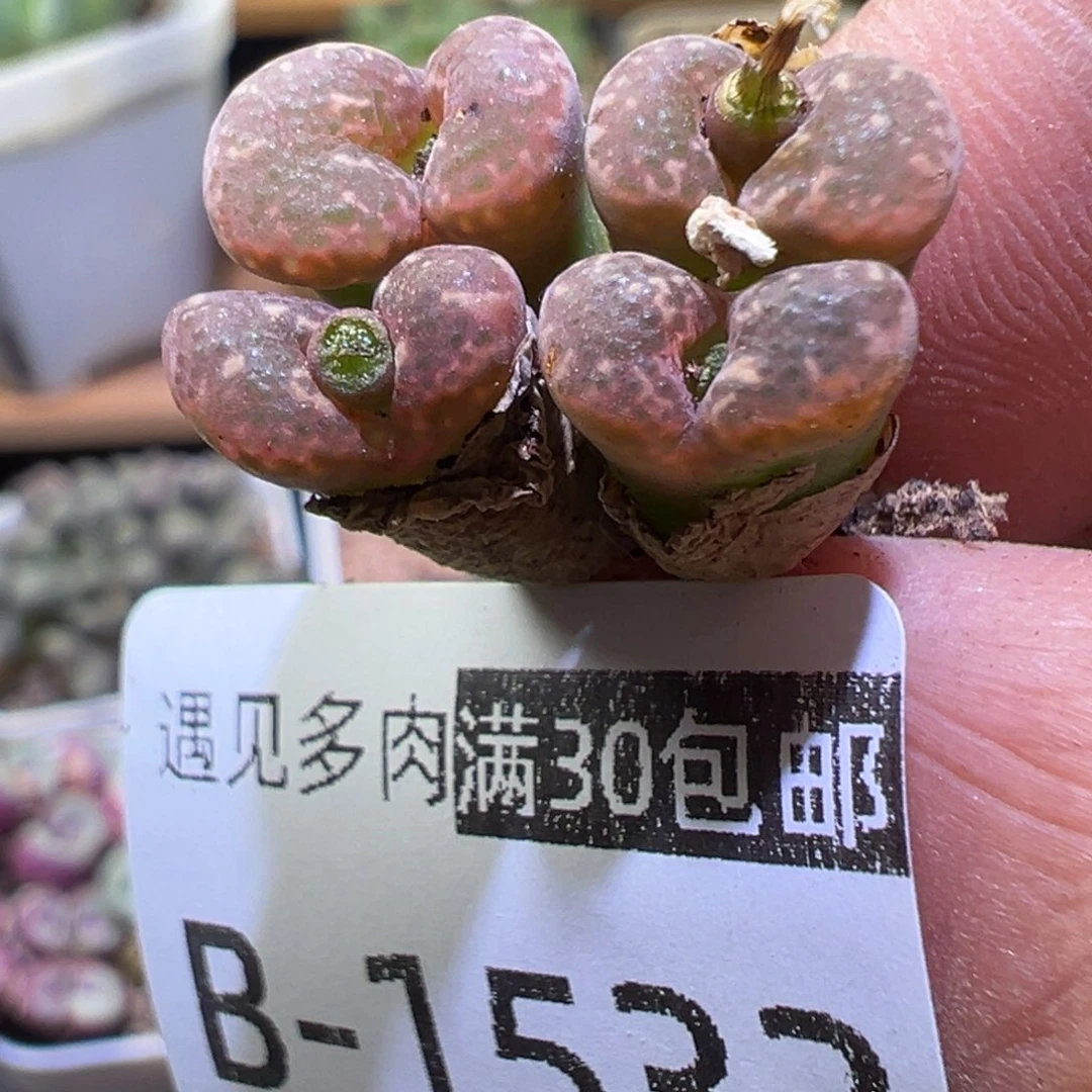 喵***人多肉植物111111111111