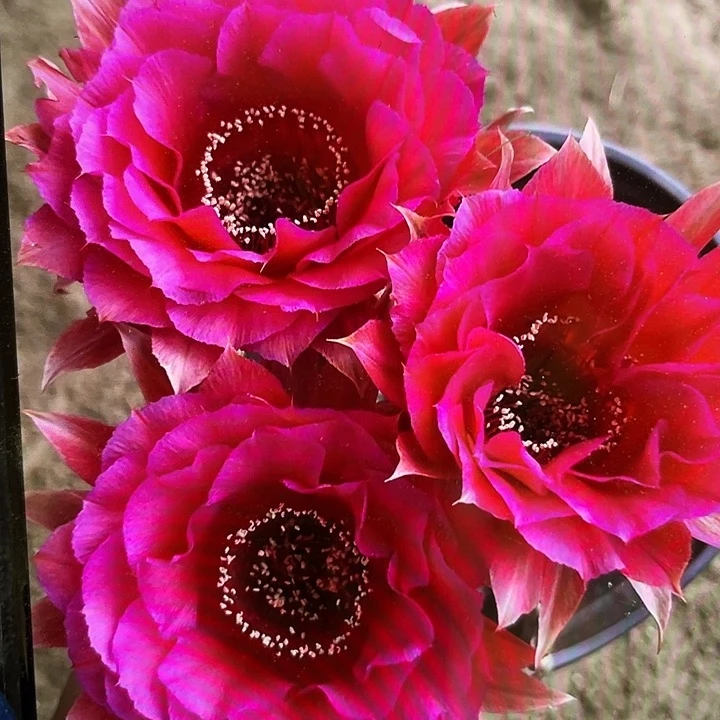 G8侧芽歪4公分以上满18包邮