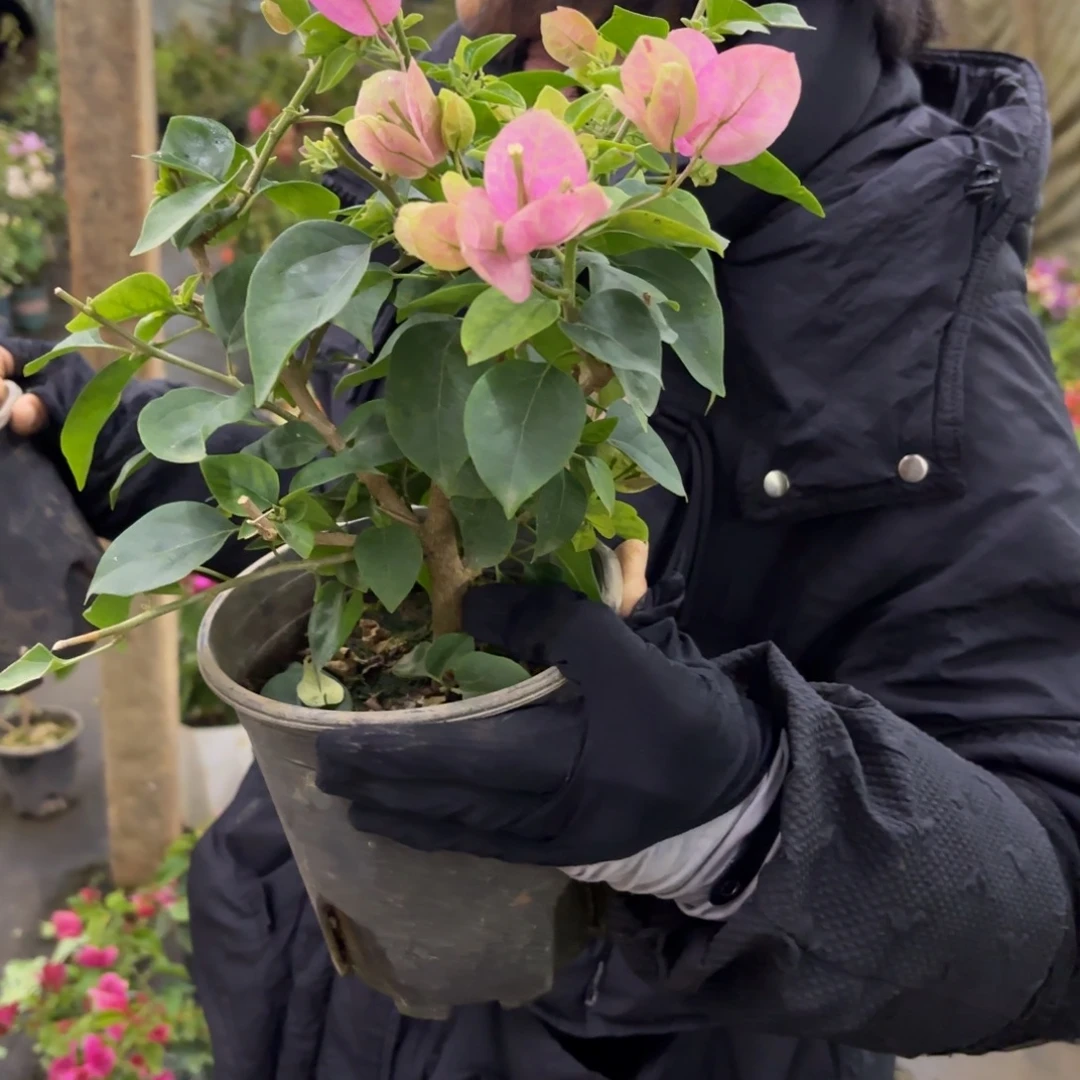 三***重完全开放（五宝）三角梅会掉花掉叶有大有小