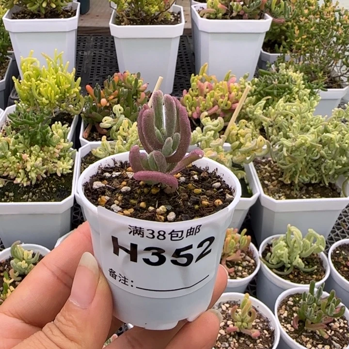 多肉植物枝干超紫