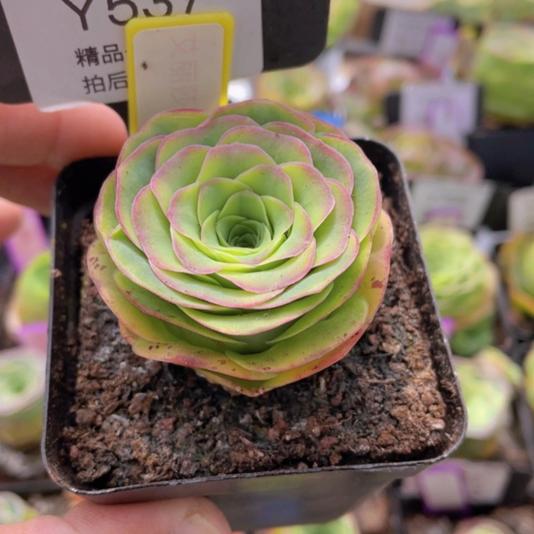 艾丽莎王后537一物一拍