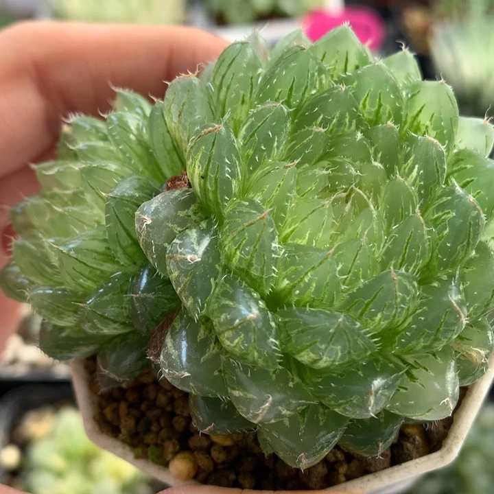 翠云玉露锦带盆土发货