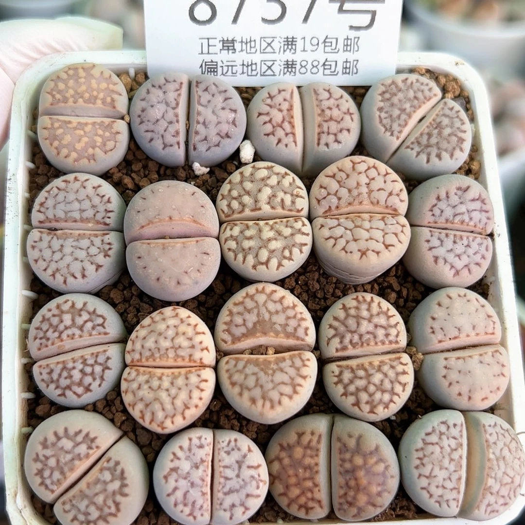 好养易活生石花大母本8737