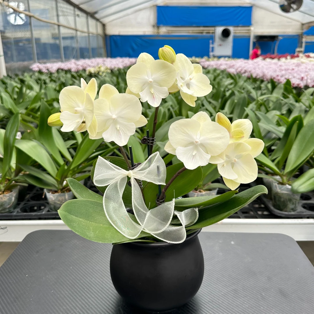 【绿野仙踪】2.8寸 淡绿色系蝴蝶兰 中小花型