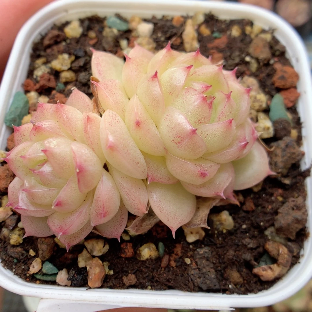 G50 ，柿子多肉20包邮两天凑单