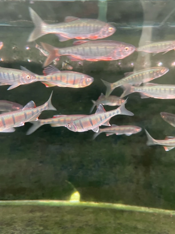 淡水鱼，丽色普洱流域