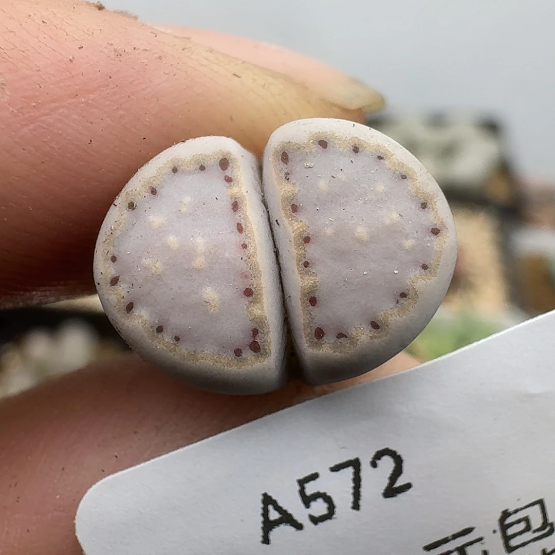 572多肉哈哈哈哈哈哈