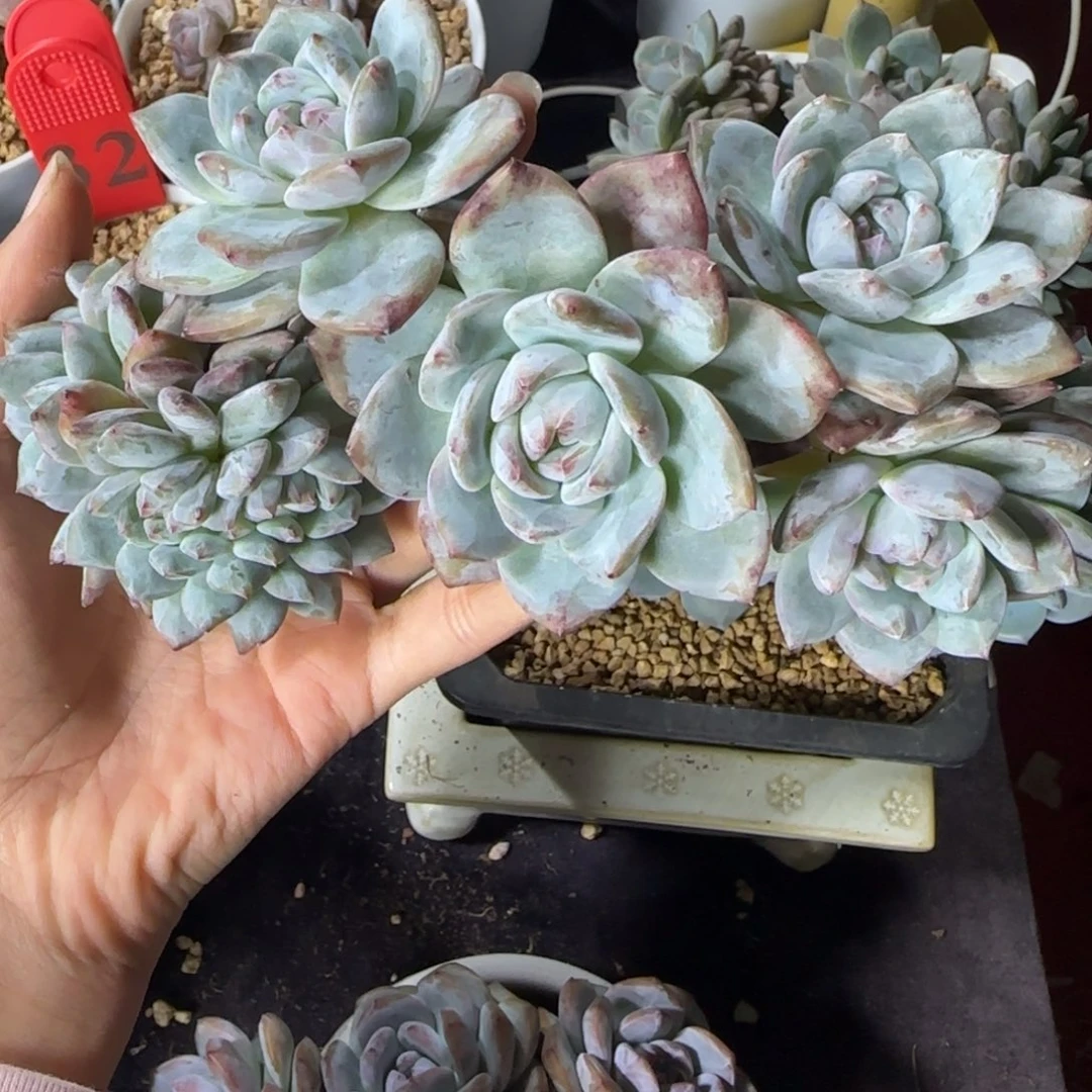 星影缀化一物一拍