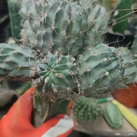 *****仙人球红喉群10个芽瑕疵