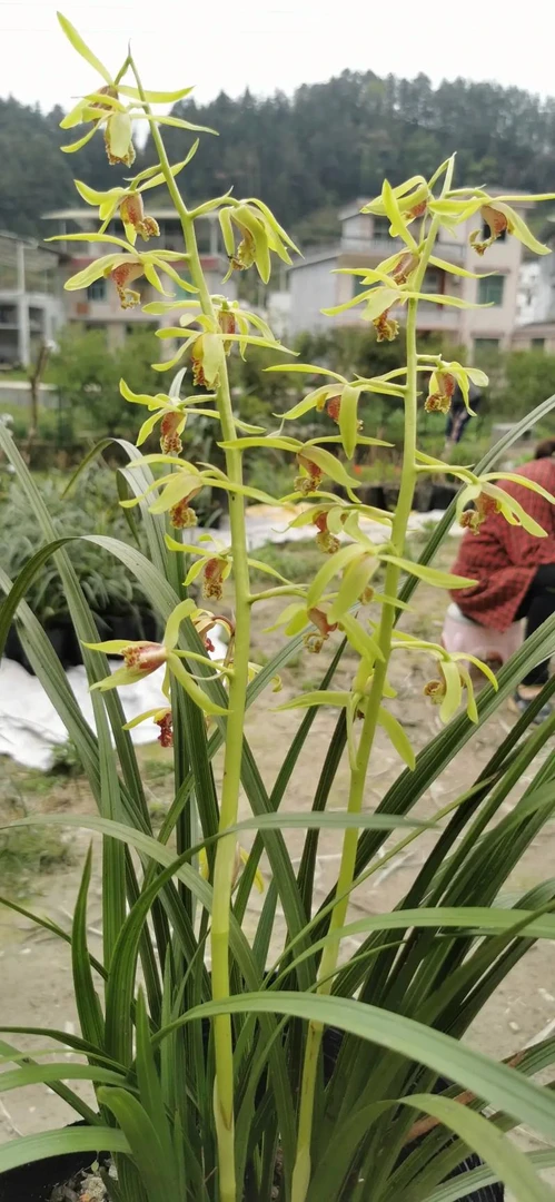 一杆多花的蕙兰。