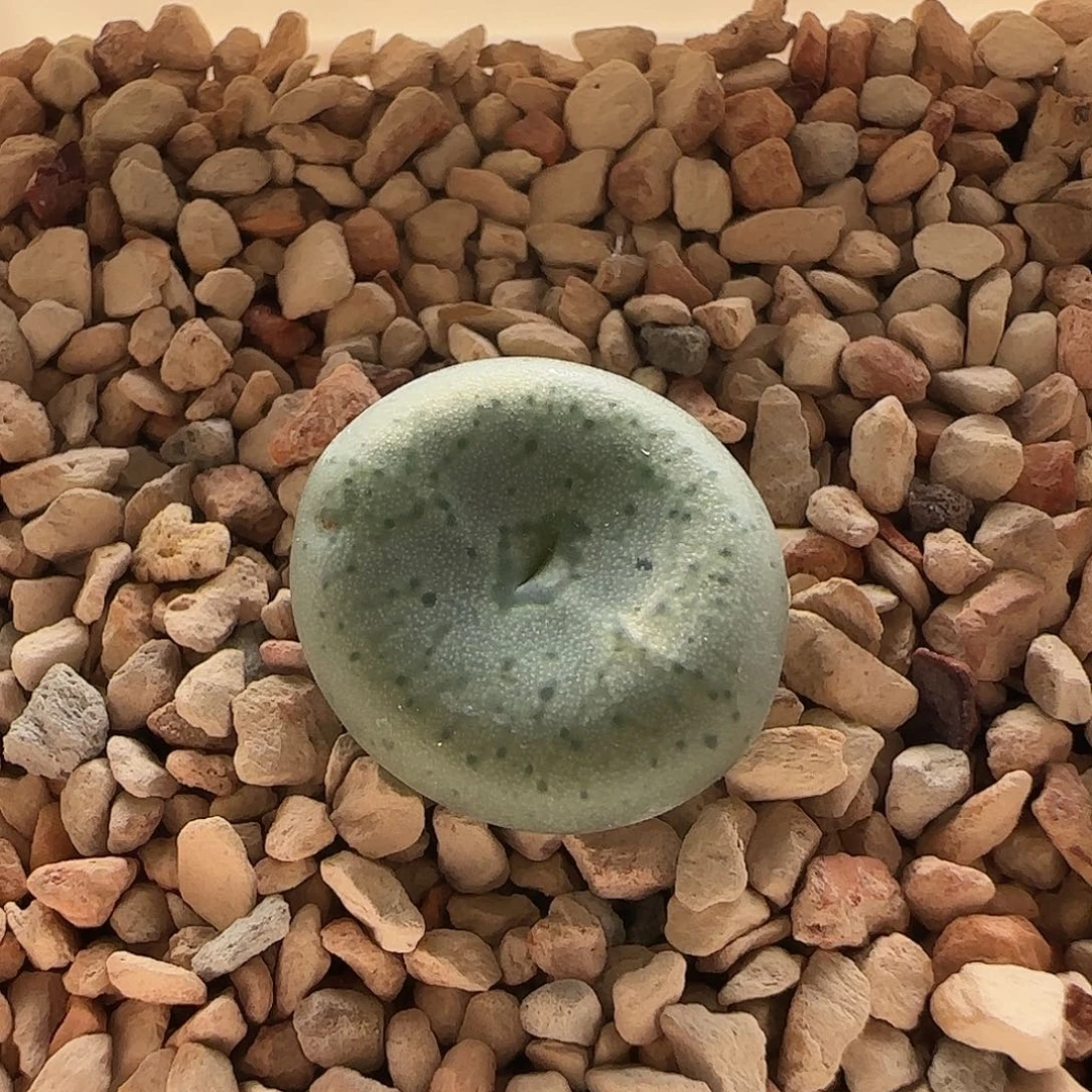 无花朵嘴杂……………….