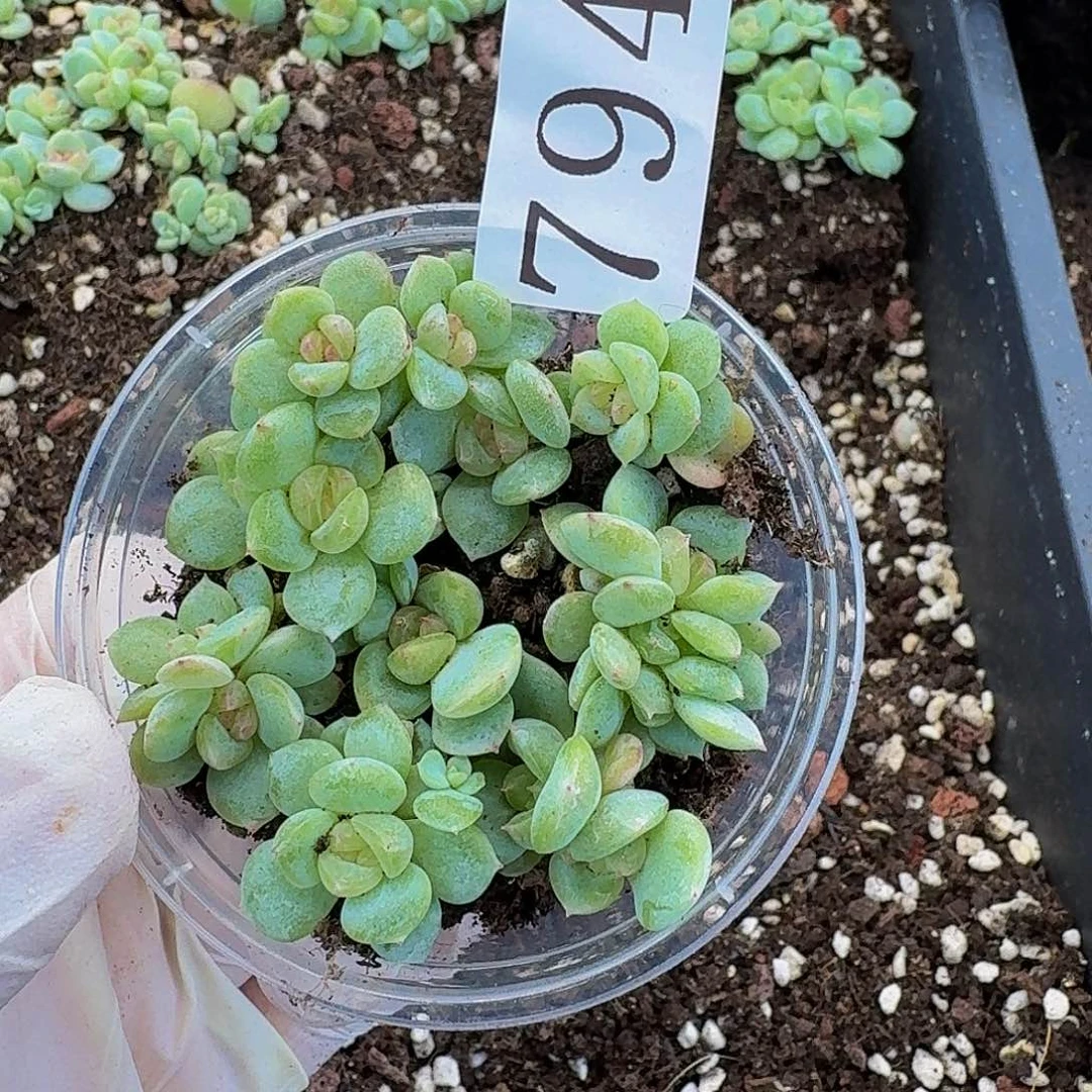 多肉植物多肉植物794