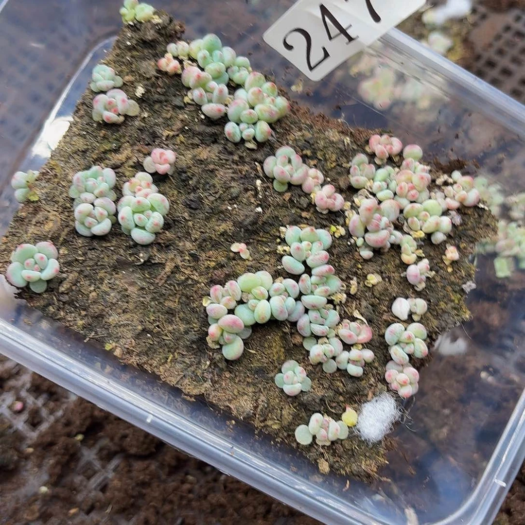 多肉植物多肉植物247