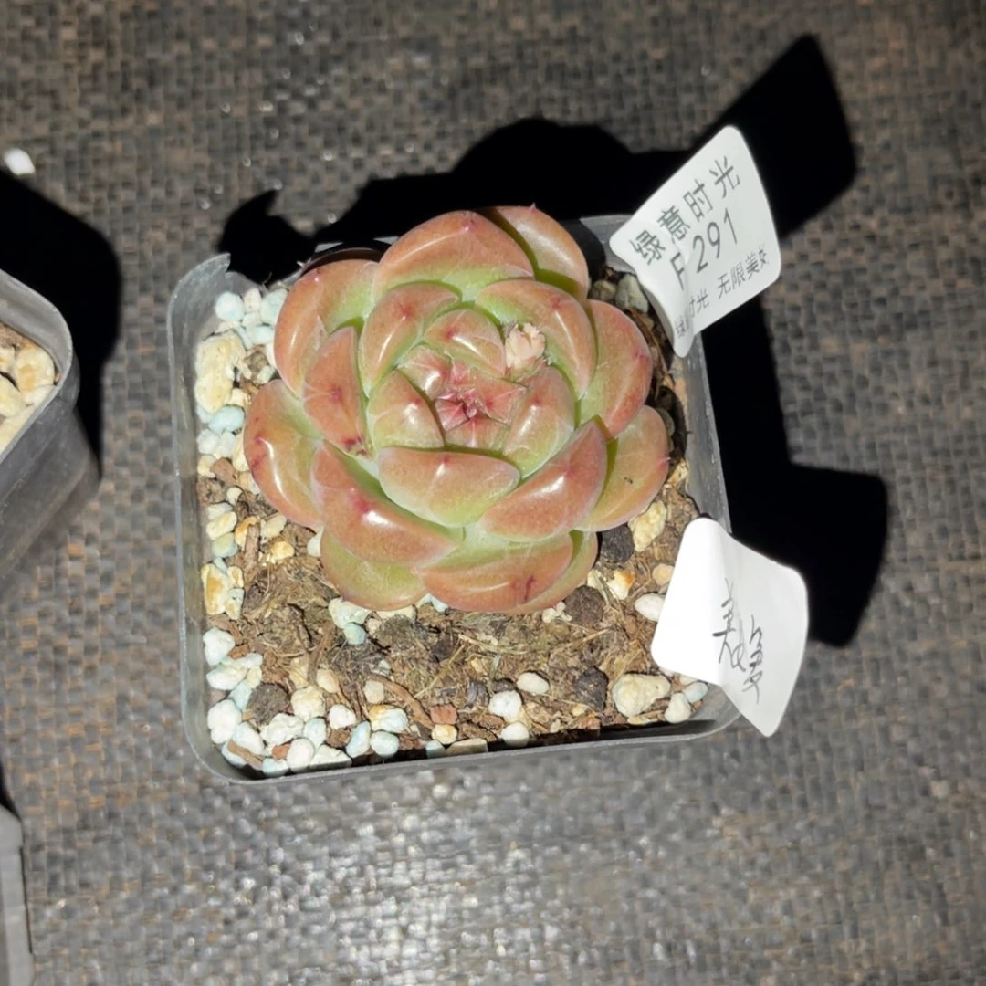 美*291 带陶瓷盆发货 满28包邮