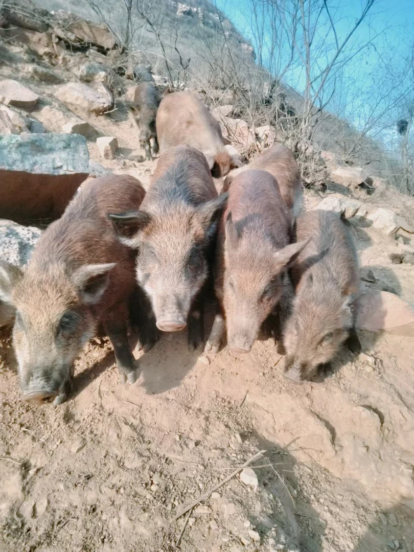 【顺丰包邮】野二代纯散养猪肉