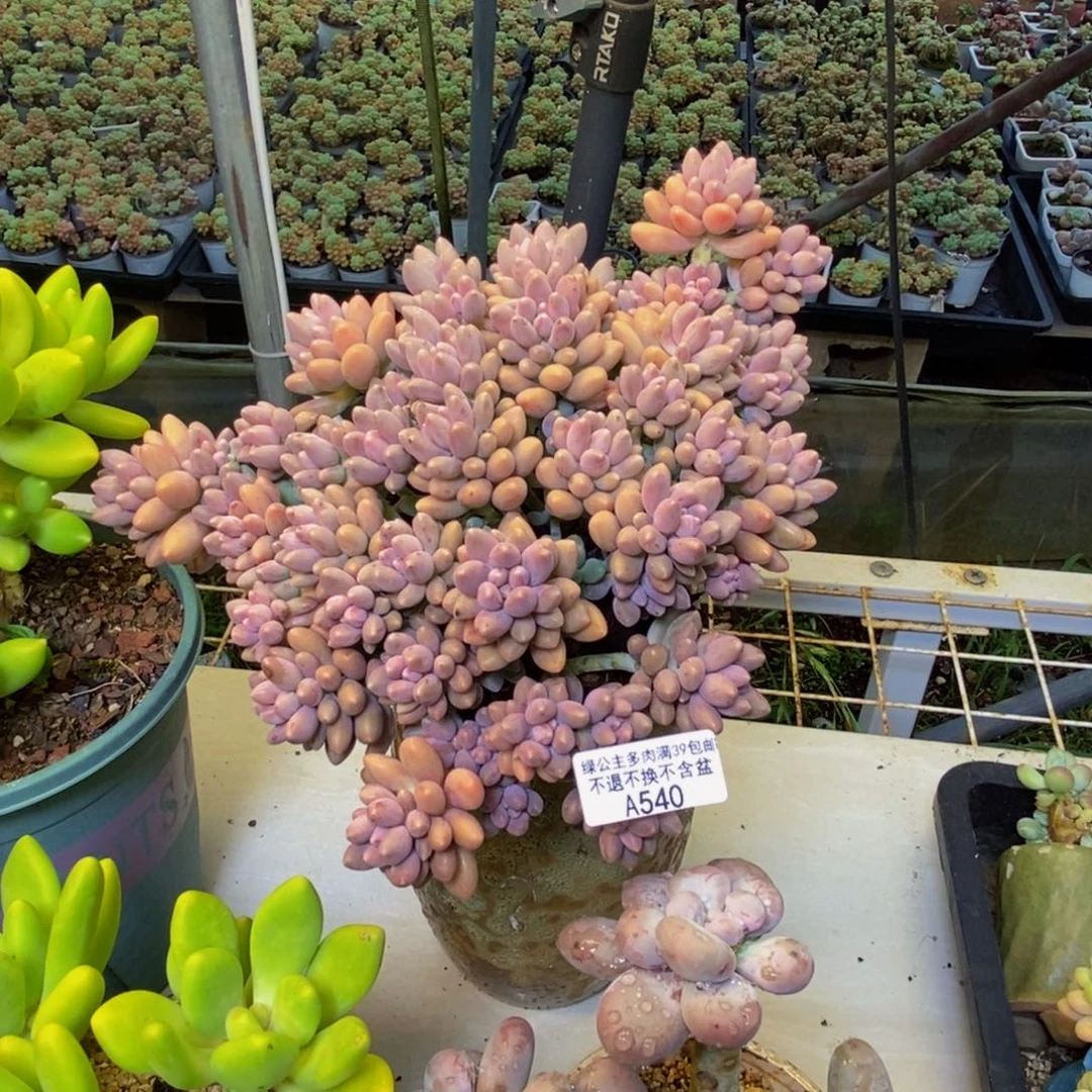 540星黛露多肉20cm