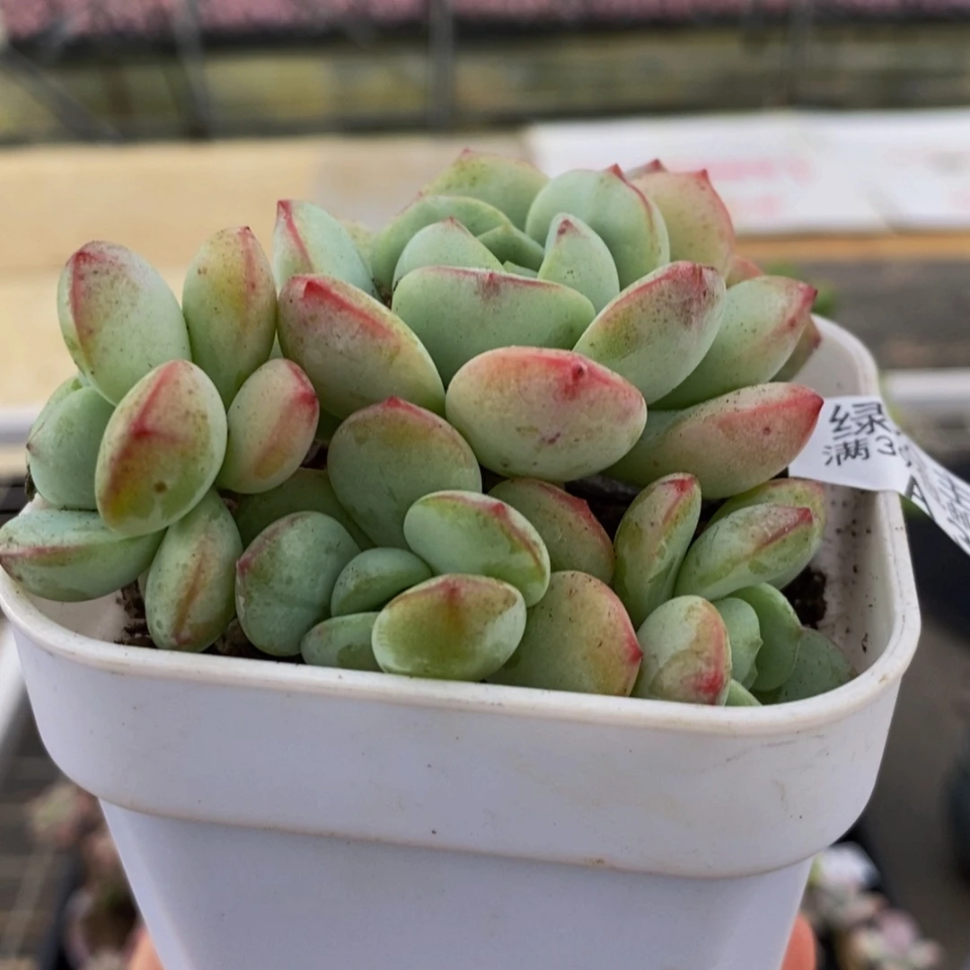 一****3235香草8cm多肉植物