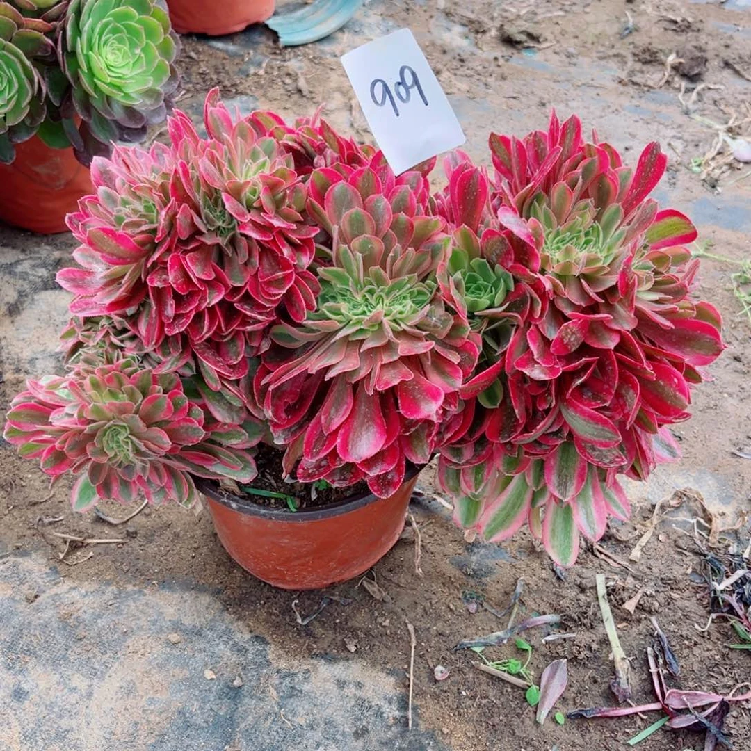 909雅典娜缀化多肉植物