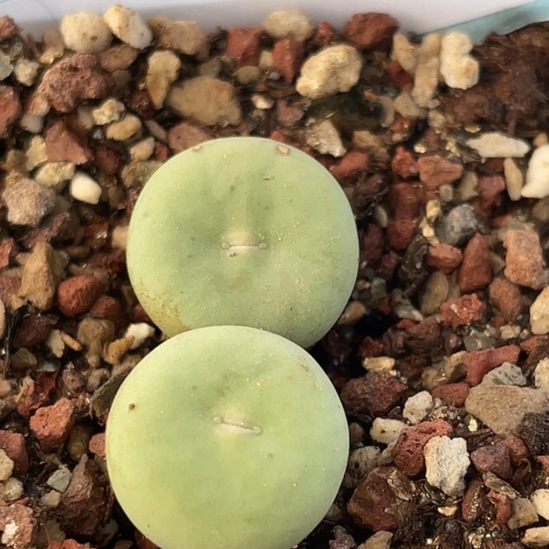 30-25嘴多肉植物肉锥