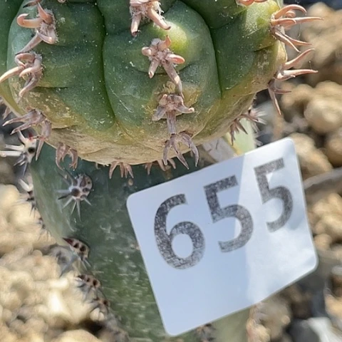 平***生655号袖蒲苗接瑕疵猫爪单头