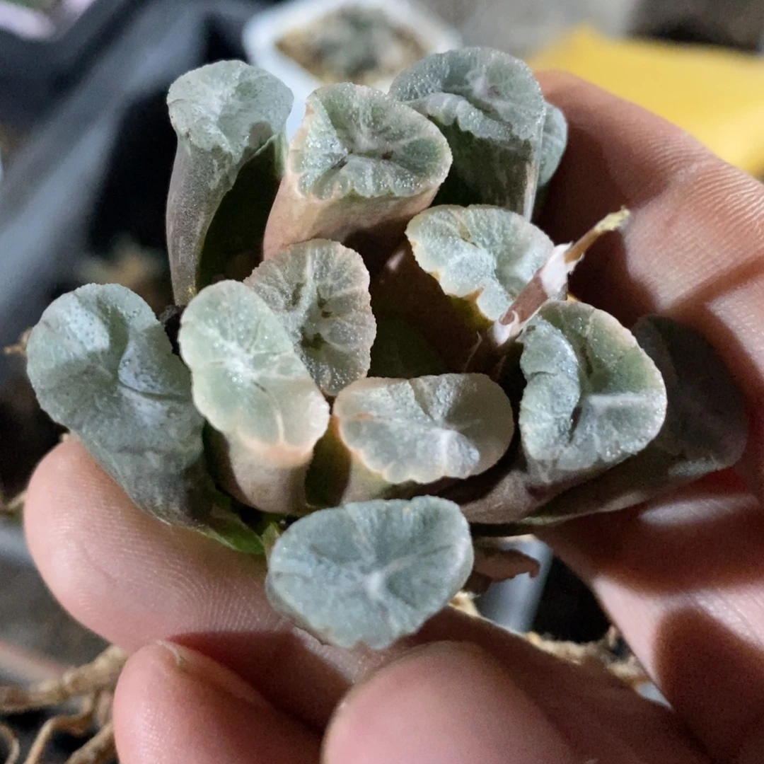 夏***夜1362 一颗福利。