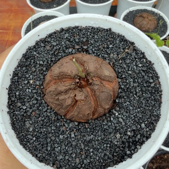 ?***g色甲龙630仙人球