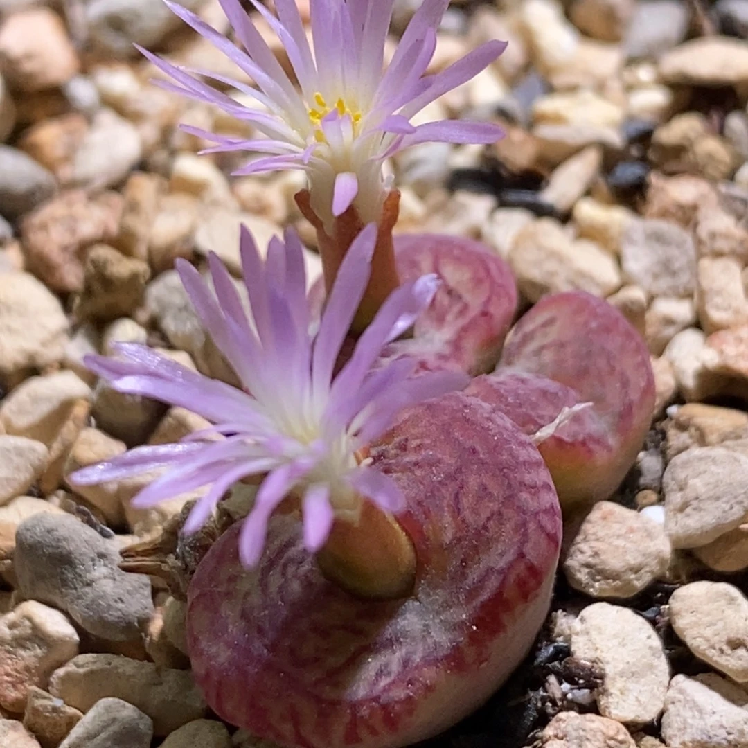 好看好看好看毛杂