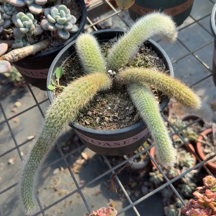 满20包邮，5头九尾狐