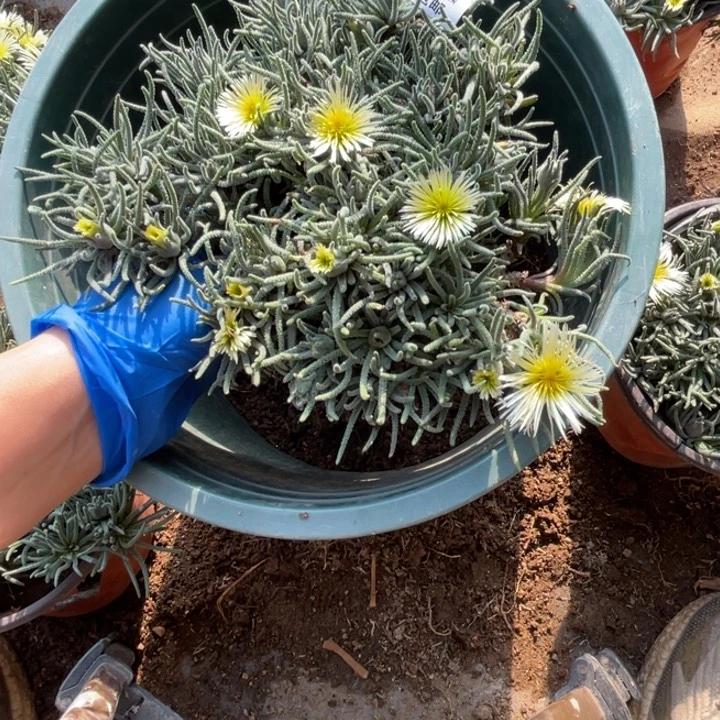 浅*169号天赐多肉植物