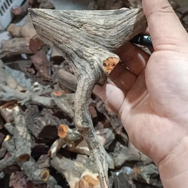 许***弓大果紫檀（缅甸花梨）