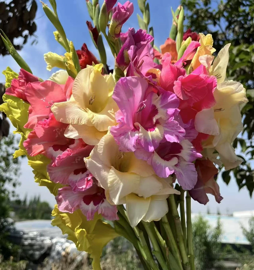 唐菖蒲/剑兰种球3颗特大球【混色】庭院阳台地栽盆栽种球