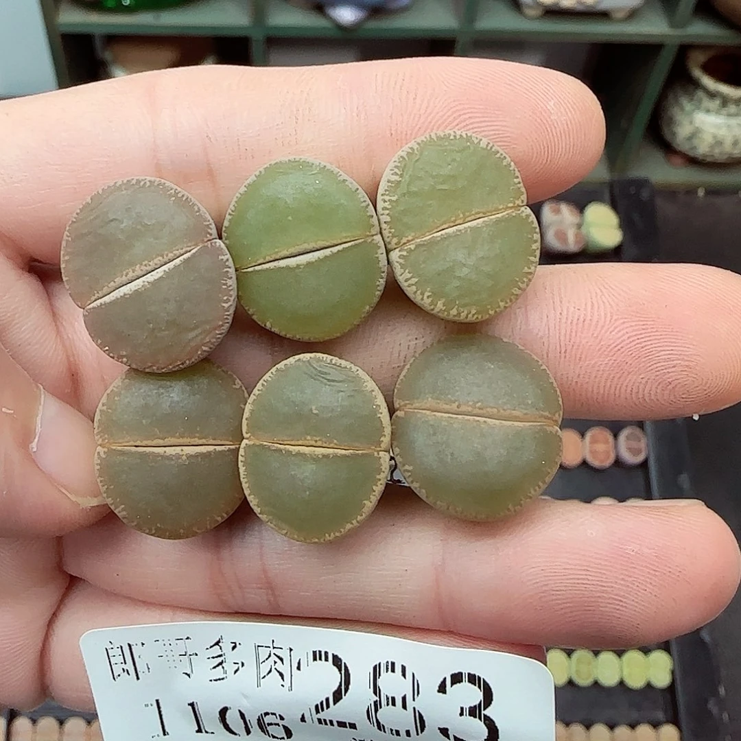 满满18包邮1106-283