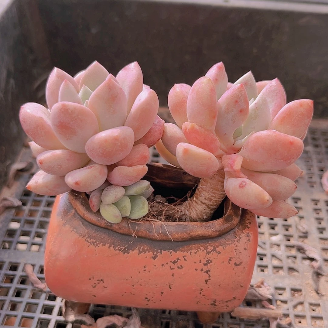 花斑鹿98888888998888