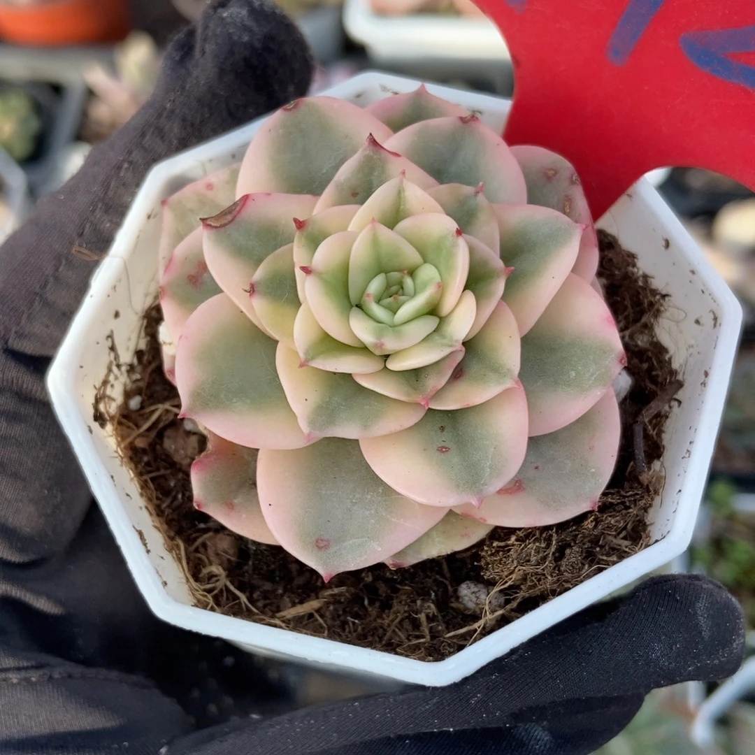 972蜡牡丹锦多肉植物