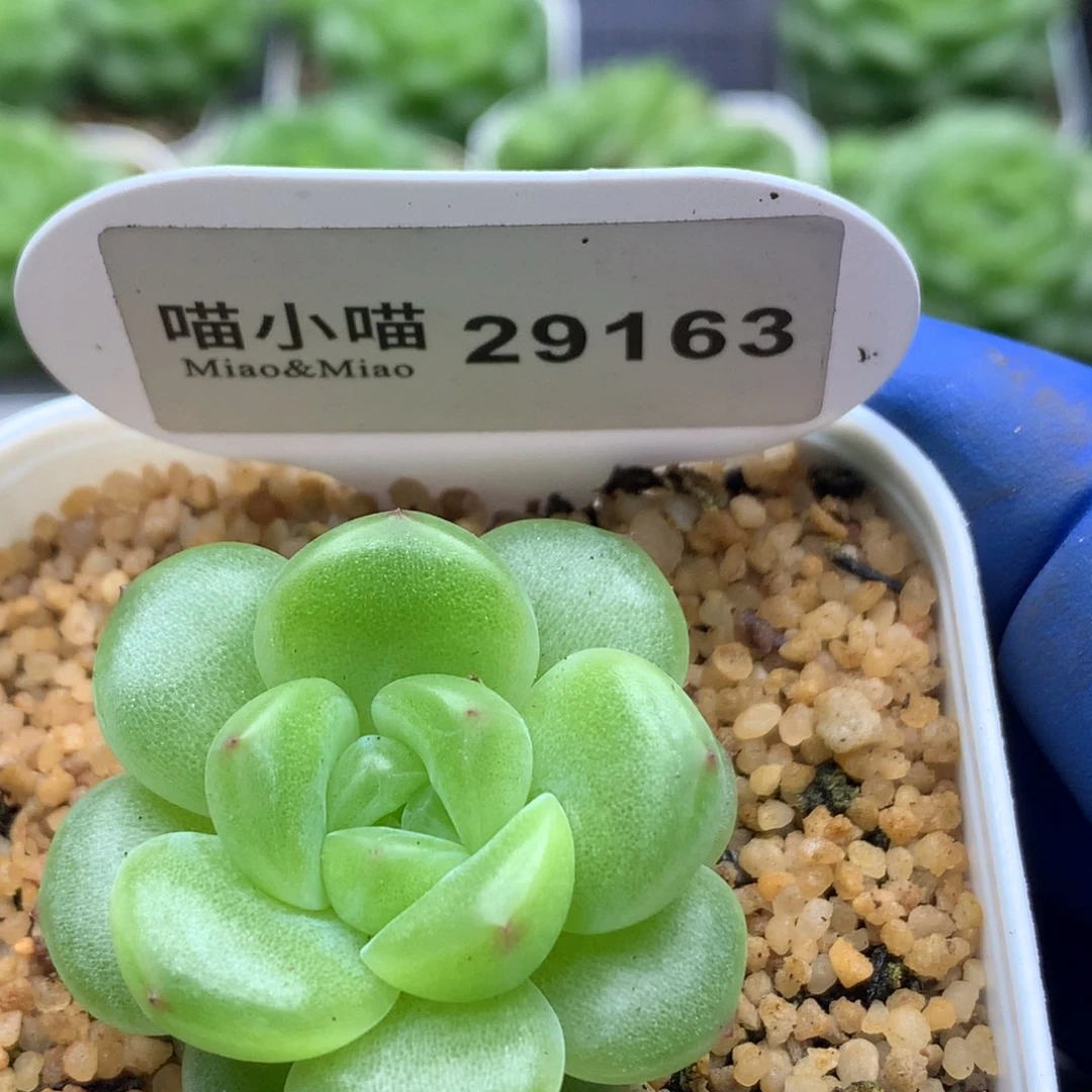 多肉植物杂交珍妮