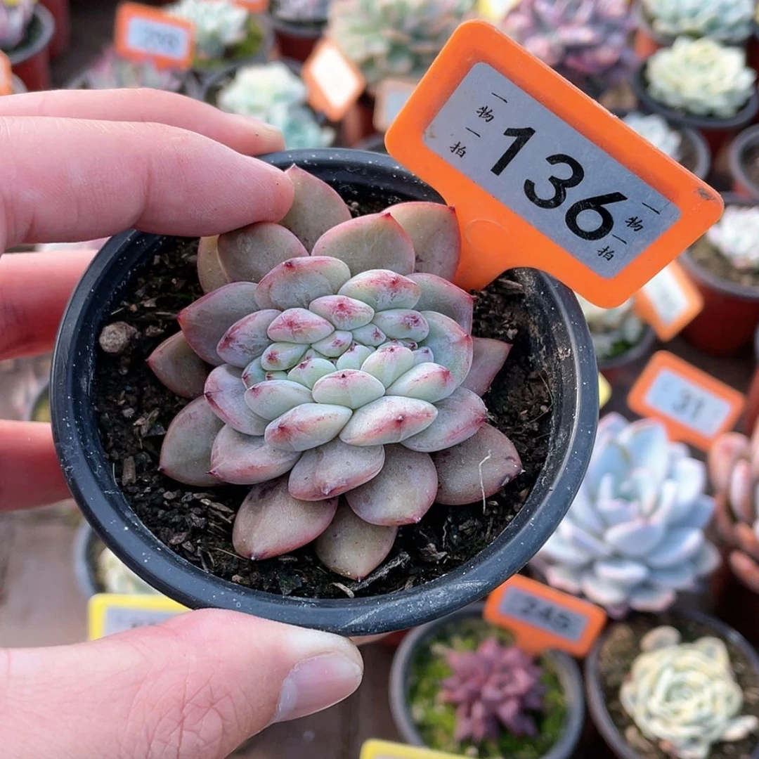 【闪购商品】6***天136号