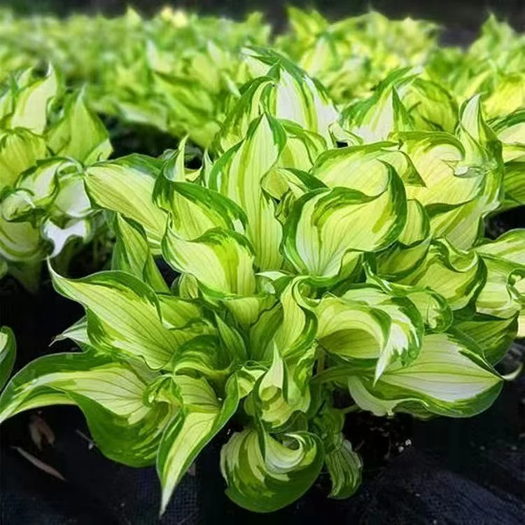 玉簪花大苗户外阳台室外绿植观叶观花宿根植物耐寒耐旱庭院绿化
