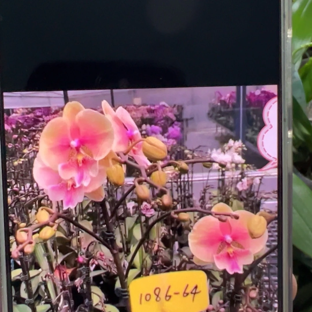 当前无花栽培后可以开花泡泡糖带剑凑单发货