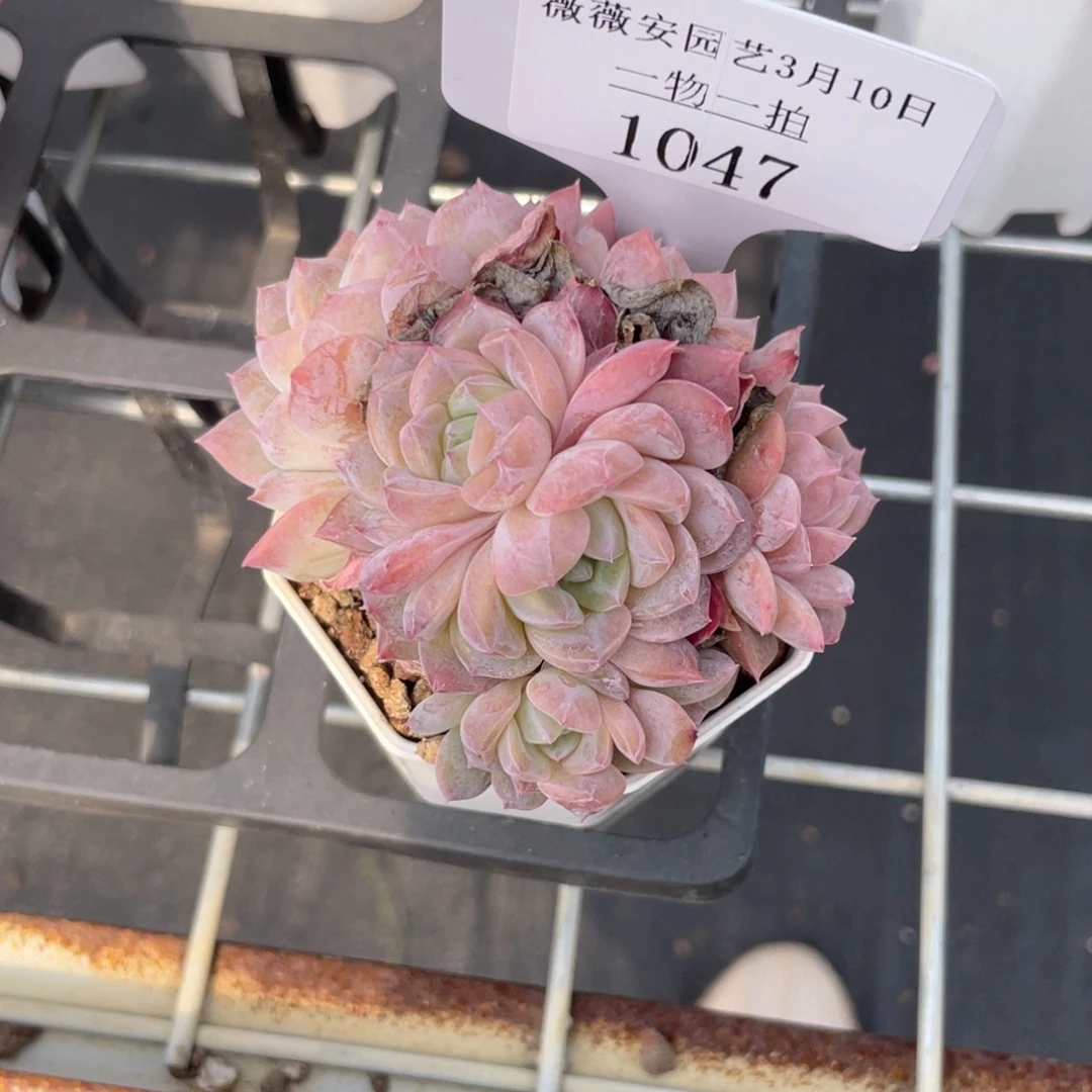 薇薇安园艺多肉1047