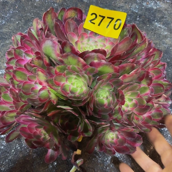 多肉葡萄孔雀翎2770