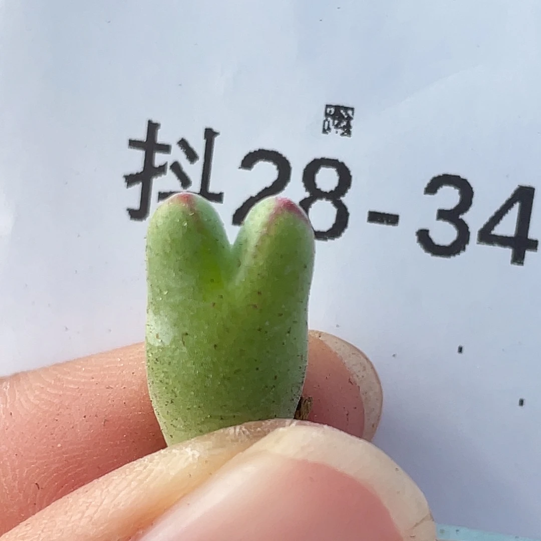 28-34猪蹄多肉植物
