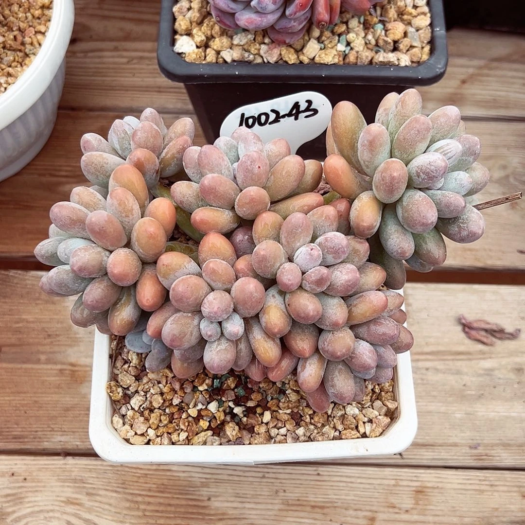 1002-43汤圆群。。。。